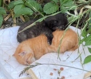 草むらで見つかった生後3週間ほどの子猫2匹（れんげさん提供）