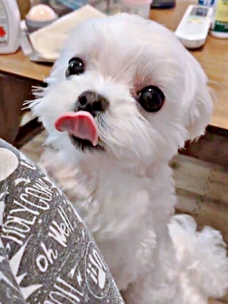 「抱っこして！」 立ち上がってアピールする、るうぼいくん（画像提供：マルチーズのぼい家さん）