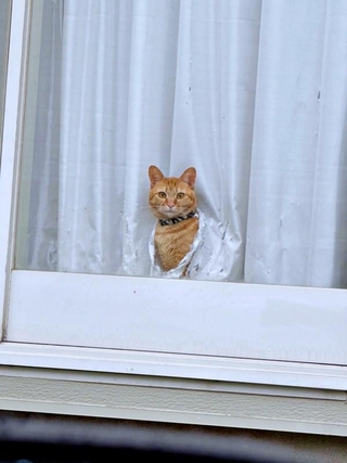 思わず三度見！？ カーテンの穴から顔をのぞかせるちくわちゃん（画像提供：まさきさん）