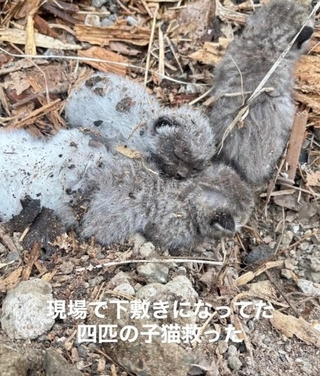 解体現場で子猫たちが下敷きになっていたという（Aki Abeさん提供、Instagramよりキャプチャ撮影）