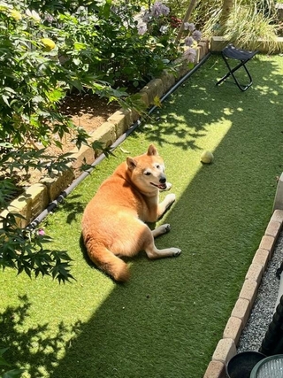 日向ぼっこをしながらにっこり笑顔のおとちゃん（画像提供：柴犬おとちゃん 6歳さん）