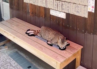 店先で眠るにゃにゃこちゃん、その下に敷かれているのは…？（画像提供：福直フルーツ 尾道の果物屋さん）