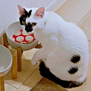 コースターを水没させるようになったあめちゃん（画像提供：様子がおかしい猫 あめさん）