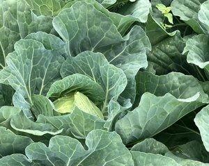 農薬を適切に使うと、スーパーに並ぶようなキャベツに／農夫の荒川 a.k.a viptanさん（@viptanfarming）提供※画像はトリミングしています