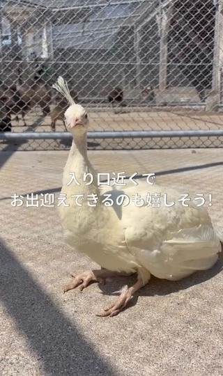 園の入り口近くでお出迎え中／長崎県川棚町公式アカウント（@kawatana_official）提供