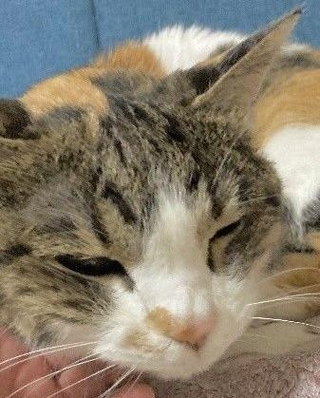 ちょっぴり眠そうな20歳のころのまるちゃん※画像はトリミングしています