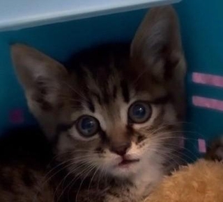 車の裏側から保護した子猫（「あくのあ」さん提供、Instagramよりキャプチャ撮影）※画像はトリミングしています