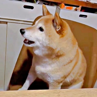 「おやつ、ちょうだい」 アピールするゆずさん。日々のルーティンに変化が！？（画像提供：ゆず9 ぽんず6さん）