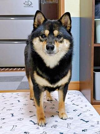 「何か？」 布団圧縮中、おもちゃを入れたこまちちゃん（画像提供：黒柴 こまちさん）