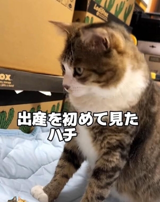 出産を初めて見た猫さんが話題に（「はちですよ」さんさん提供、Instagramよりキャプチャ撮影）