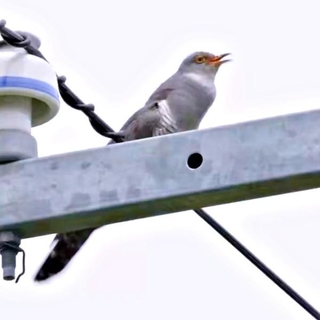 朝3時からカッコウの鳴き声がーー（画像提供：ぼんぼり＠野鳥日和さん）