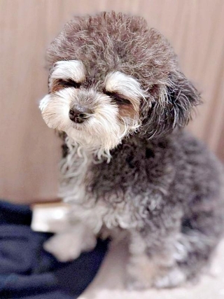 【ビフォー写真】眉毛サロン前。目の上の白い毛がふさふさだったまゆげちゃん（画像提供：まんまるまゆげ犬さん）