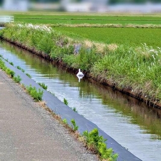 「白鳥だ！」 近づいて見るとーー（画像提供：ばいぱーさん）