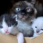 保護した猫が妊娠していたら…出産を見守る？手術を選ぶ？　獣医師が直面した2つの家族の決断