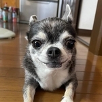 かまってほしい……チワワが、ポイッと投げたモノ　家族が唖然、SNS騒然「ゴール決まったね」「すごい勢いで飛んでるｗ」