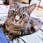 こんなの見たことない！？「これが猫の裏側です」　魅惑のもふもふショットに「最高です」「新種の生き物かと思った」反響5万いいね