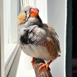 ゴロゴロ転がって、臭いを放つ鳥→心配になって病院へ、医者の診断にビックリ！　真相に「いちばん平和な健康診断」と反響