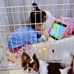 「ママー！」愛犬が必死に呼ぶので見に行くと…？ ケージの中でくつろぐ2歳娘と困り顔のチワワに1.1万いいね