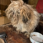 散歩に連れて行かずふん尿の上で6年間、餌をもらっていただけだったというネグレクト犬を保護（「動物愛護ボランティアあめねこ」さん提供、Instagramよりキャプチャ撮影）