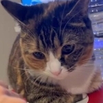 みっちゃんが座っているのは…（飼い主さん提供、Instagramよりキャプチャ撮影）※画像はトリミングしています
