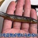 「もう無理かと思った…」スーパーで廃棄寸前のドジョウを水へ→まさかの“復活劇”に1.7万いいね「生命力に感動」「水を得た魚すぎる」