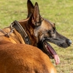 自衛隊の警備犬シェパード、ハンドラーの手洗いで泡だらけ♡至福のひととき大あくび、ドライヤーでモフモフ復活「じっとしててお利口！」