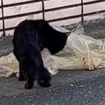 生きるためゴミ袋の汁をなめていた　飢餓状態の生後7カ月の黒猫　ついに見つけた「ずっとのおうち」　飼い主さんに体を預けスヤスヤ夢の中へ