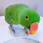 さくらんぼvsアメリカンチェリー　オオハナインコが選んだのは？ 忖度なしの食べ比べ動画に反響「ちゃんと味わってる」「やっぱり」