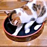 閉店した寿司店でもらった寿司桶、愛猫が丸まるかと思いきや…謎の遊びがスタート　「楽しそう」「魚の匂いが染み付いている？」