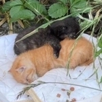 「またか」捨てられた2匹の子猫　草むらに置き去り、乳飲み子は食べられないカリカリと幼猫用ミルク残して「不妊手術もせず無責任」