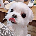 「抱っこして！」 立ち上がってアピールする、るうぼいくん（画像提供：マルチーズのぼい家さん）
