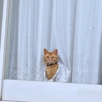 思わず三度見！？ カーテンの穴から顔をのぞかせるちくわちゃん（画像提供：まさきさん）