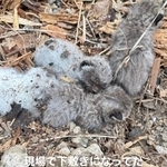 解体現場で子猫たちが下敷きになっていたという（Aki Abeさん提供、Instagramよりキャプチャ撮影）