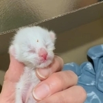 へその緒が付いたまま捨てられ弱った子猫を、出産したばかりの母猫に託したら…「我が子と同じように」子育て、命つながる
