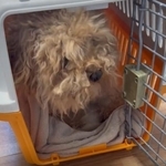 「噛むからいらない」と放置された犬、排泄物と泥にまみれた“異様な塊”　汚れを洗い流すと一変…甘えん坊に！