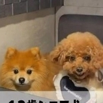 犬がお肉欲しさにプルプル縦揺れ　エプロン姿で真剣すぎる姿に思わず爆笑「正直でかわいい！」「森進一さんみたい」