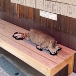 観光客が店先を次々撮影→「何だろう？」確認すると…　敷物の猫とリアル猫が完全同化　「模様に合わせて寝てる」「サイズぴったり」