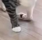 一体誰が……脚が不自然に変形し、人間不信に陥った保護猫→保護団体で絆深め、膝の上ですやすや→優しい里親に引き取られ、窓辺で帰り待つ穏やかな日々