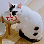 「助けて！」猫がコースターを水入れにポチャン　謎行動に考察と共感広がる「同じ水玉模様、許すまじ？」「うちもやる」