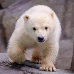 「何が何だか分からない」…三角コーンを4つかぶったホッキョクグマの赤ちゃん　男鹿水族館GAO、目撃した来館者も大盛り上がり！