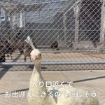 園の入り口近くでお出迎え中／長崎県川棚町公式アカウント（@kawatana_official）提供