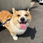 うたくんが大好きなお出かけ！この後病院が待っている運命とは知らず…／さんた＆うたさん（@CorgiLocal）提供