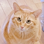ファミチキ？ おいなりさん？ 座布団で四角形化した猫　「フォルム最高すぎ」「こんなに四角いの初めて見た」