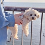 犬を飼うメリットは「睡魔と戦う犬を無料で見られること」　うとうとする姿に「かわいすぎて滅」6万いいね　一方、深刻なデメリットも…