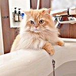 「水に浸かるなんて正気か？」入浴中の飼い主を見つめる猫　“無事確認”する姿に「かわいいね」「信じられないものを見ているお顔」