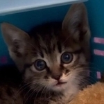 車の裏側から保護した子猫（「あくのあ」さん提供、Instagramよりキャプチャ撮影）※画像はトリミングしています