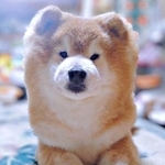 「ぴょんぴょん走り」を披露した柴犬のゆりちゃん（画像提供：しばゆりさん）