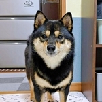 「何か？」 布団圧縮中、おもちゃを入れたこまちちゃん（画像提供：黒柴 こまちさん）