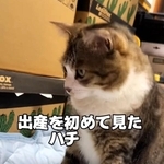 出産を初めて見た猫さんが話題に（「はちですよ」さんさん提供、Instagramよりキャプチャ撮影）