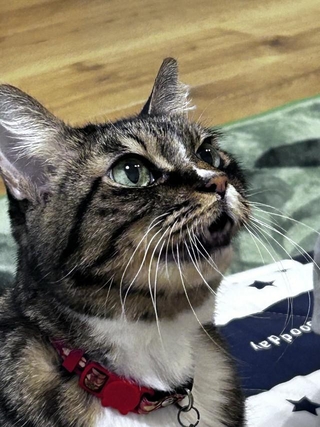 東日本大震災の直後に保護され、15年間家族を癒やし続けた愛猫・さくらちゃん。5月19日に虹の橋を渡った（「首フリフリ♪」さん提供）